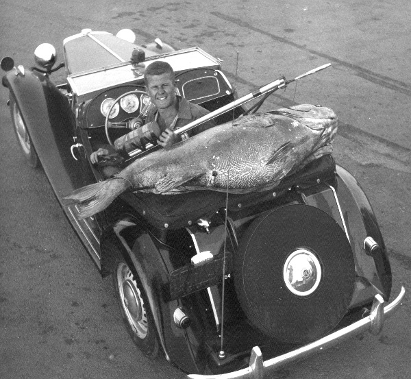 Ron Merker circa 1953 with spearfishing world record