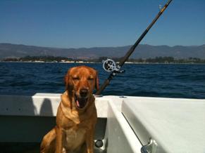 This is Kirra, Mark Lyons beautiful pup! She loves boat rides!